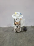 Fuel Pump Assembly Tank Mounted Fwd Built Fits 22-25 Rogue 587766 Used. Price: $109.55.