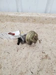 Fuel Pump Only Gasoline 8-350 Fits 74-86 88 Chevrolet 20 Pickup 307649 Used. Price: $69.00.