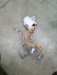 Fuel Pump Assembly Gasoline Rear Fits 99 Ford F250SD Pickup 264124 Used. Price: $69.00.