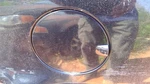 Fuel Filler Door Fits 10-12 Ford Fusion Oem Used. Price: $63.99.